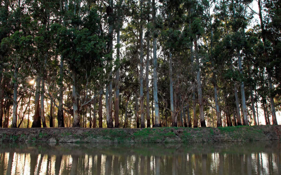 Flora nativa y vivero propio: el trabajo ambiental detrás de Bahías del Paraná