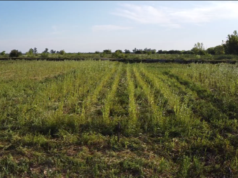 Vivero con especies autóctonas en el Delta en Bahías del Paraná
