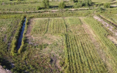 Especies autóctonas en Bahías del Paraná: naturaleza que forma parte del desarrollo