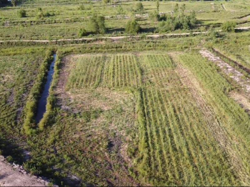 Especies autóctonas en Bahías del Paraná: naturaleza que forma parte del desarrollo